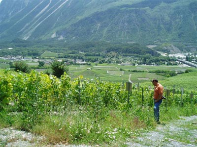 Walliser Kantonales
