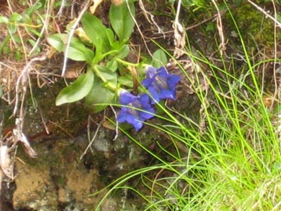 Walliser Kantonales